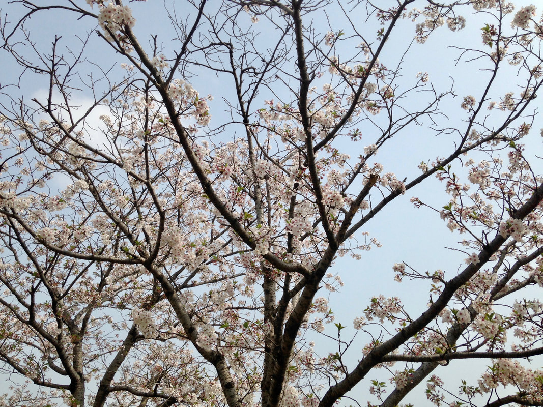 Spring in Kyushu 2021 - Kate Kitagawa